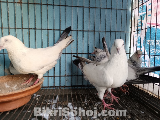 কালদম২টি বাচ্চা সহ